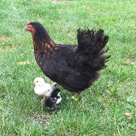 ô Pré De Jade * Saint-Pierre-Eynac